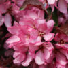 Malus Raspberry Spear Crabapple RightRoot®, 20 gal 1.5" - Image 3