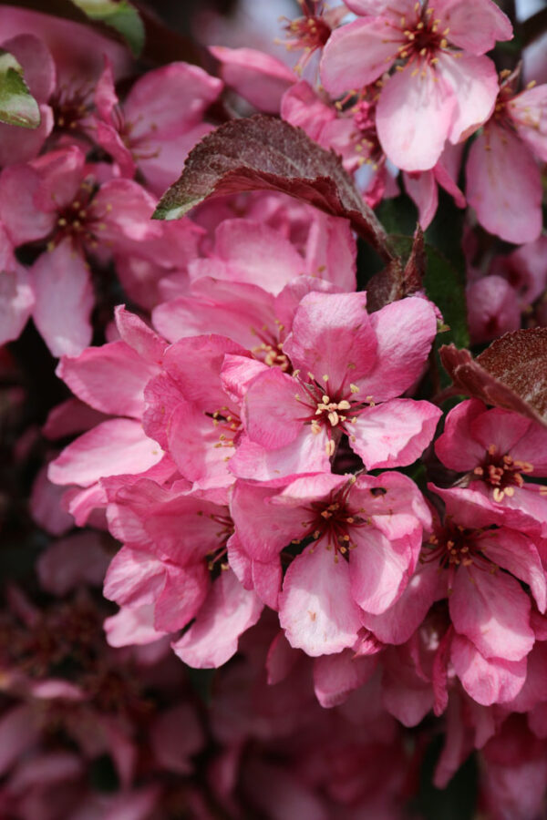 Malus Raspberry Spear Crabapple 8-9', RightRoot® 20 gal 1.5" - Image 3