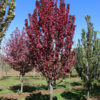 Malus Raspberry Spear Crabapple RightRoot®, 20 gal 1.5"
