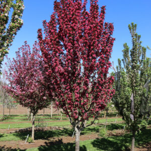 Malus Raspberry Spear Crabapple 8-9', RightRoot® 20 gal 1.5"