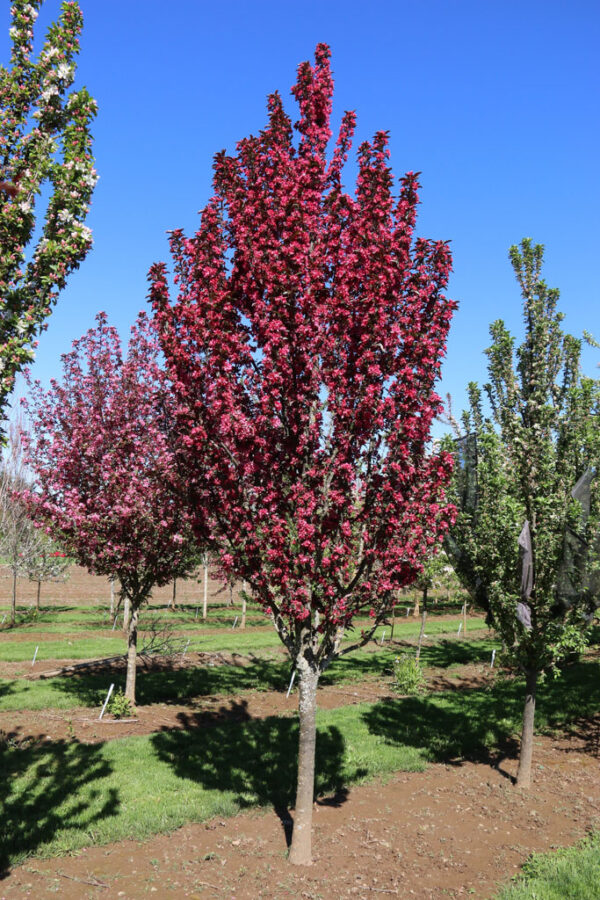 Malus Raspberry Spear Crabapple 8-9', RightRoot® 20 gal 1.5"