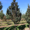 Malus Raspberry Spear Crabapple RightRoot®, 20 gal 1.5" - Image 2