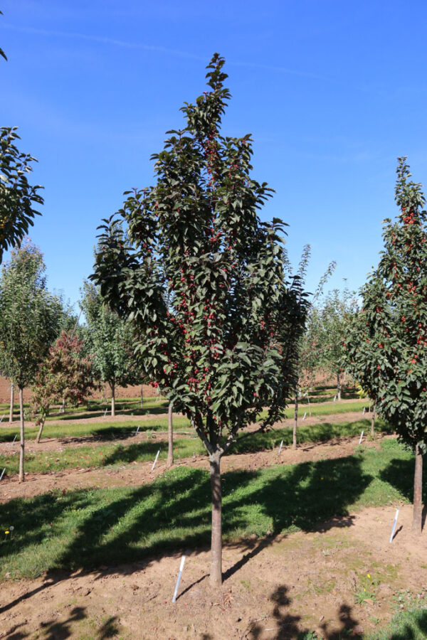 Malus Raspberry Spear Crabapple 8-9', RightRoot® 20 gal 1.5" - Image 2