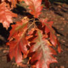Quercus rub. - Red Oak, 10 gal 1" - Image 3