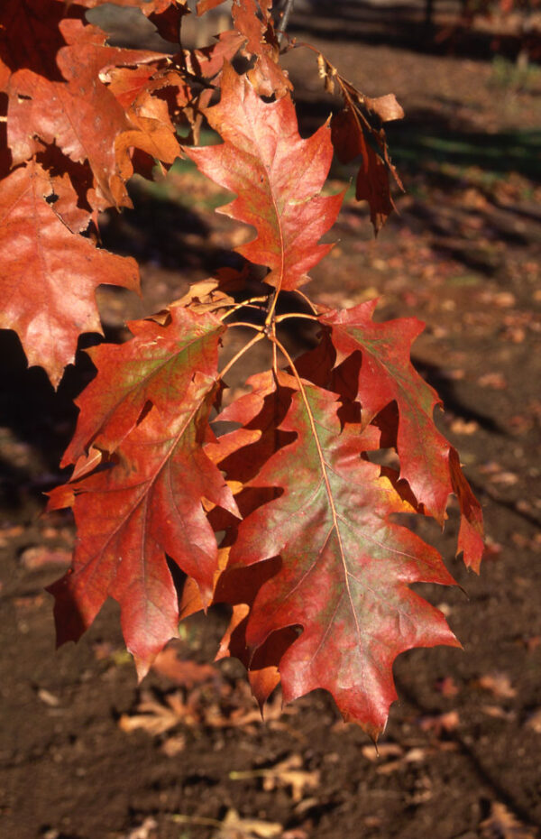 Quercus rub. - Red Oak, 20 gal 1.5" - Image 3