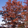 Quercus rub. - Red Oak, 10 gal 1" - Image 2