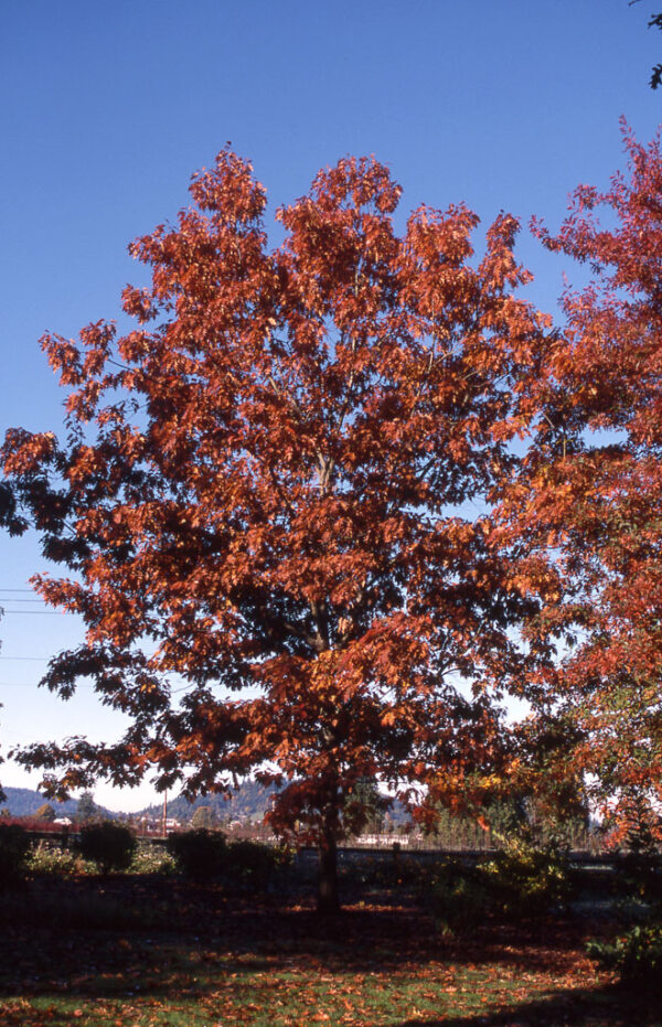 Quercus rub. - Red Oak, 20 gal 1.5" - Image 2