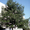 Quercus rub. - Red Oak, 10 gal 1"