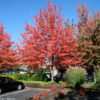 Acer rub. Red Sunset Red Maple, 25 gal 1.75" - Image 2