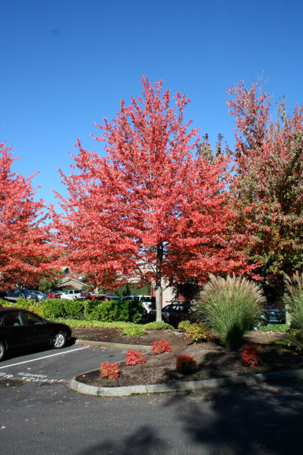 Acer rub. Red Sunset Red Maple, 25 gal 1.75" - Image 2