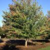 Acer rub. Red Sunset Red Maple, 25 gal 1.75"
