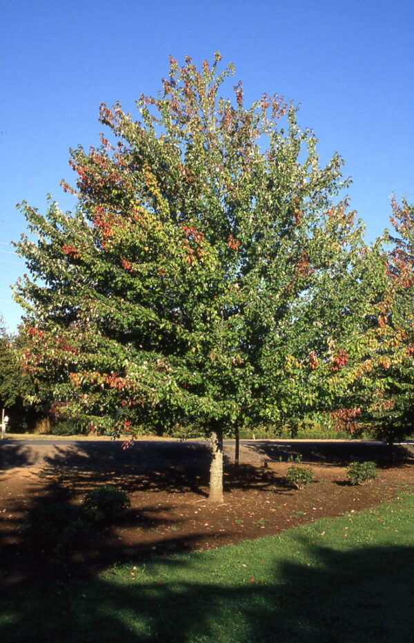 Acer rub. Red Sunset Red Maple, 25 gal 1.75"