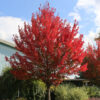 Acer rub. ‘Red Pointe'  Red Maple,  25 gal 2"