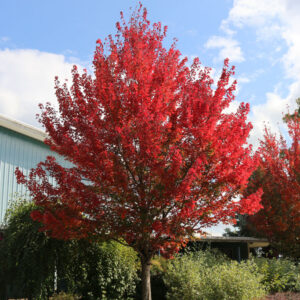 Acer rub. ‘Red Pointe'  Red Maple,  25 gal 2"