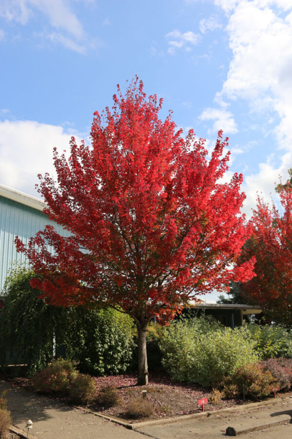 Acer rub. ‘Red Pointe'  Red Maple,  25 gal 2"