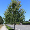 Acer rub. ‘Red Pointe'  Red Maple,  25 gal 2" - Image 2