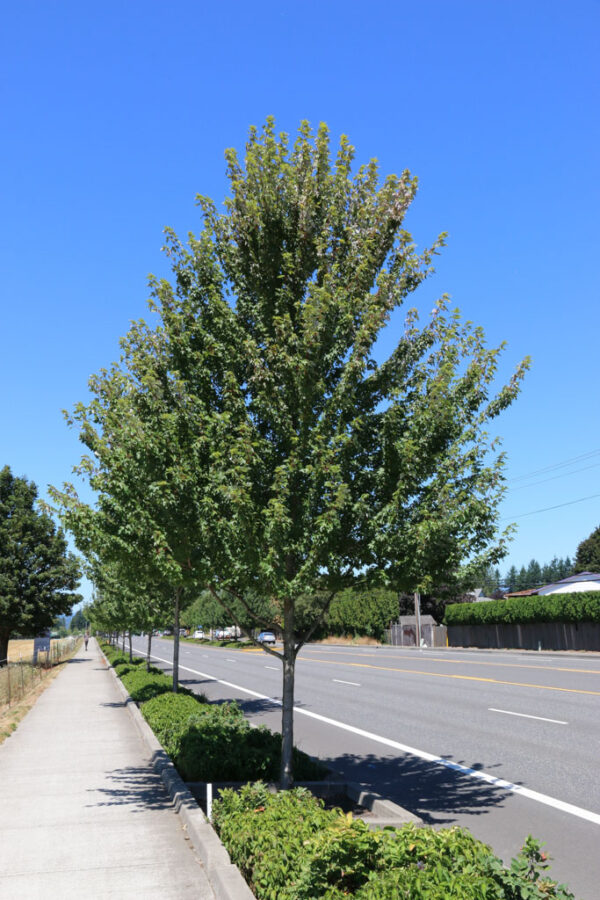 Acer rub. ‘Red Pointe'  Red Maple,  25 gal 2" - Image 2