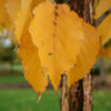 Betula pap. Renaissance Reflection Birch, 7 gal 6' - Image 2
