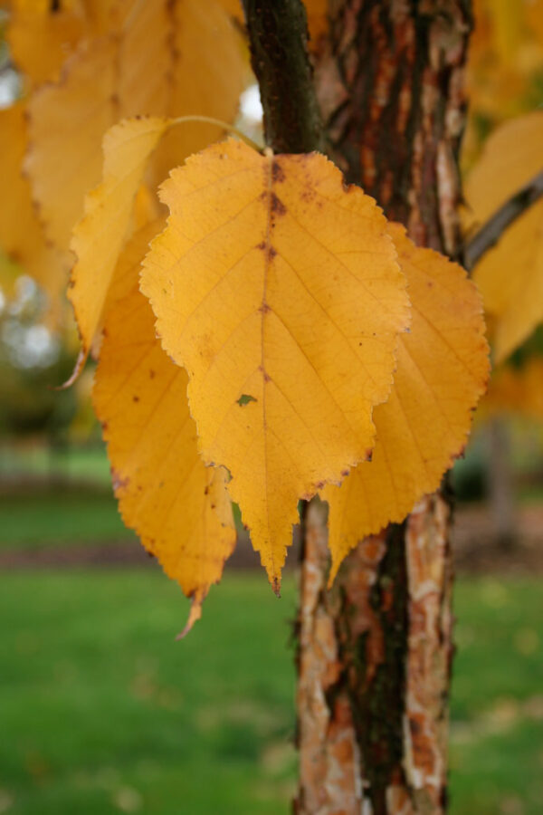 Betula pap. Renaissance Reflection Birch, 7 gal 6' - Image 2