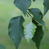 Betula pap. Renaissance Reflection Birch, 7 gal 6' - Image 3