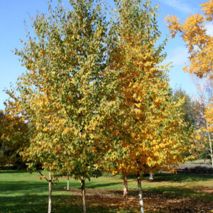 Betula pap. Renaissance Reflection Birch, 7 gal 6'