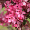 Malus ‘Royal Raindrops’ Crabapple RightRoot®, 15 gal 1.25" - Image 2