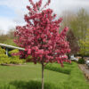 Malus ‘Royal Raindrops’ Crabapple RightRoot®, 15 gal 1.25"