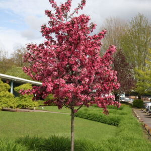 Malus ‘Royal Raindrops’ Crabapple RightRoot®, 10 gal 1"