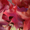 Acer tru. x pla. ‘Ruby Sunset', 2.5" - Image 2