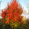 Acer tru. x pla. ‘Ruby Sunset', 2.5"
