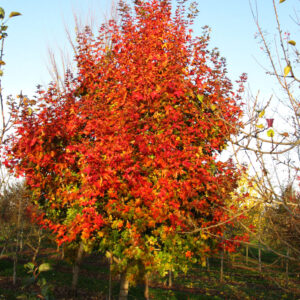 Acer tru. x pla. Ruby Sunset Maple, 7 gal 6'