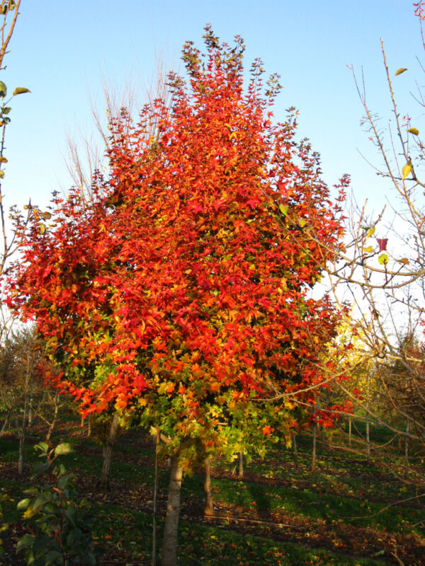 Acer tru. x pla. Ruby Sunset Maple, 7 gal 6'