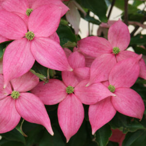 Cornus kou. 'Scarlet Fire' Deep Pink Dogwood, 20 gal 1.25"