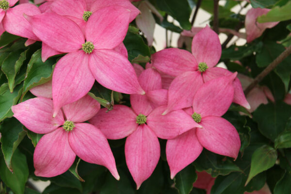 Cornus kou. 'Scarlet Fire' Deep Pink Dogwood, 20 gal 1.25"