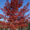 Quercus coc. - Scarlet Oak 16', 20 gal 2.25" - Image 2