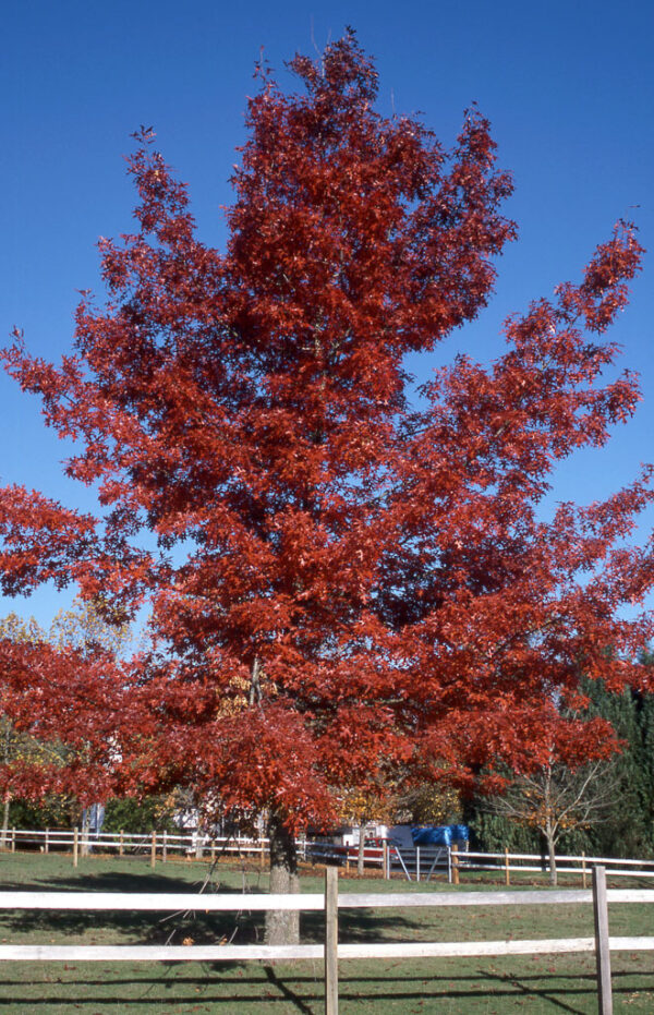 Quercus coc. - Scarlet Oak 16', 20 gal 2.25" - Image 2