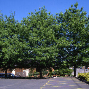 Quercus coc. - Scarlet Oak 16', 20 gal 2.25"