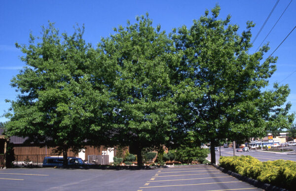Quercus coc. - Scarlet Oak 16', 20 gal 2.25"