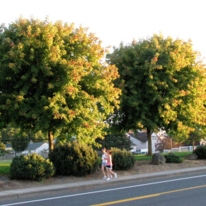 Acer neg. ‘Sensation’ Boxelder Maple, 20 gal 1.5"