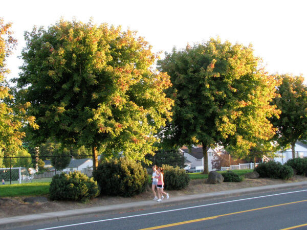 Acer neg. ‘Sensation’ Boxelder Maple, 20 gal 1.5"