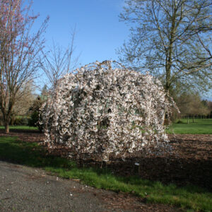 Prunus Snow Fountains Weeping Cherry, 25 gal 1.75" 6-7'