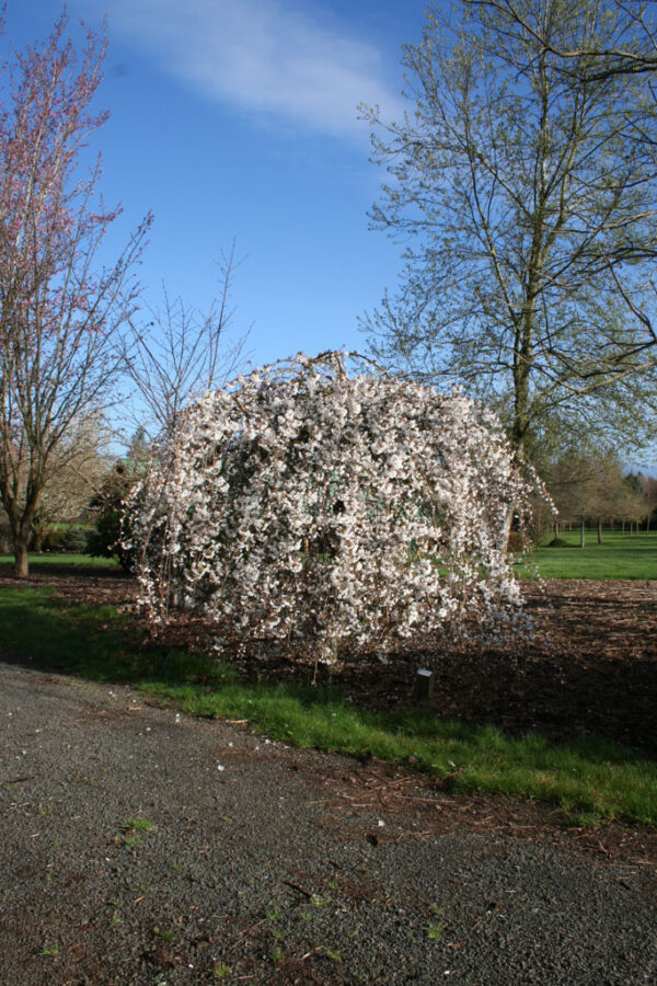 Prunus Snow Fountains Weeping Cherry, 25 gal 1.75" 6-7'
