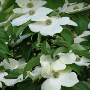Cornus x ‘Starlight' Flowering Dogwood 8-9', 15 gal 1.5"