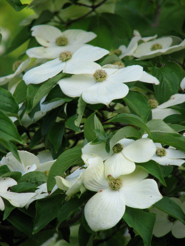 Cornus x ‘Starlight' Flowering Dogwood 8-9', 15 gal 1.5"