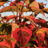 Cornus kou. 'Summer Fun' White Variegated Dogwood (white), 5 gal 5' - Image 2
