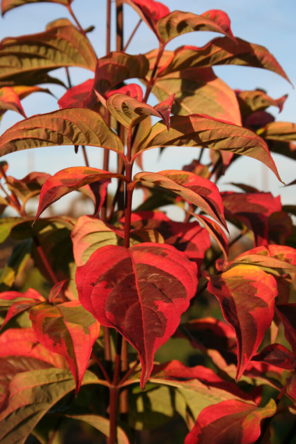 Cornus kou. 'Summer Fun' White Variegated Dogwood (white), 5 gal 5' - Image 2