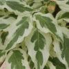 Cornus kou. 'Summer Fun' White Variegated Dogwood (white), 5 gal 5'