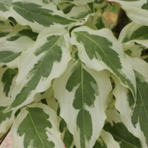 Cornus kou. 'Summer Fun' White Variegated Dogwood (white), 5 gal 5'