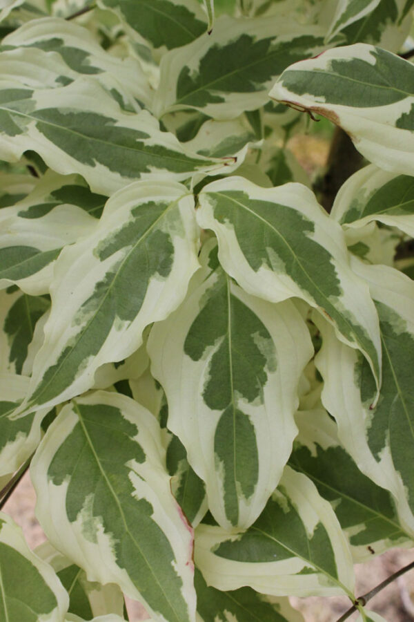 Cornus kou. 'Summer Fun' White Variegated Dogwood (white), 5 gal 5'