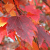 Acer rub. ‘Sun Valley’ Red Maple, 15 gal 1.25" - Image 2